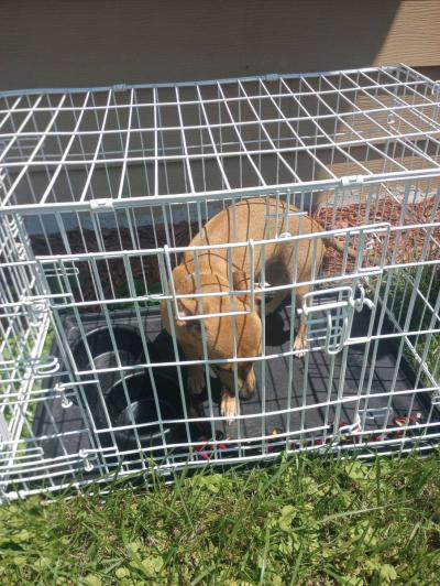 almost 1yr old Chihuahua - Thumbnail 2