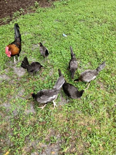 chicken - Thumbnail 2