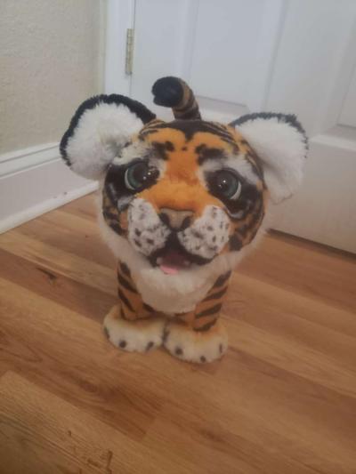 tiger - Orlando, Florida