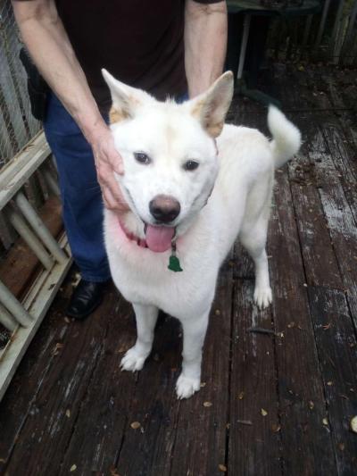 Akita dog - Thumbnail 4