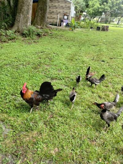 chicken - Thumbnail 3