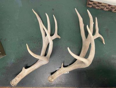 deer antler - Thumbnail 2