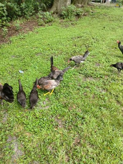 chicken - Thumbnail 5