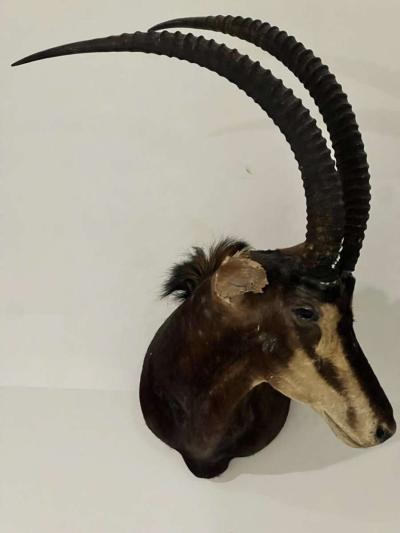 2 Elk heads taxidermy - Thumbnail 2