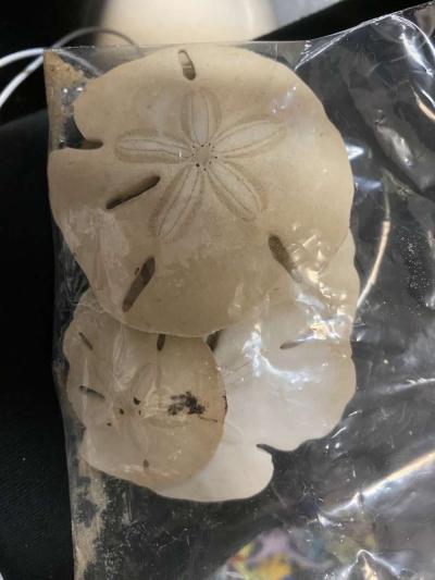 six real sand dollars - La Porte, Texas