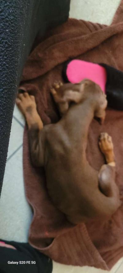 Doberman puppies - Thumbnail 3