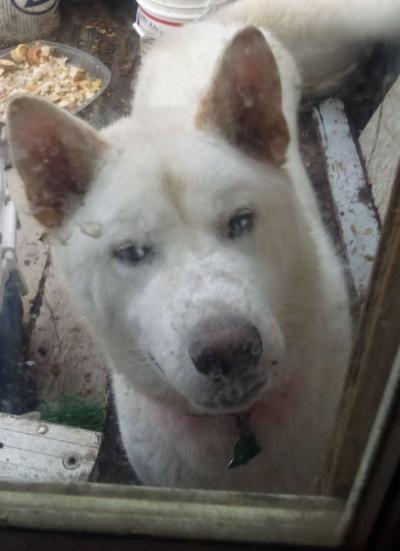 Akita dog - Thumbnail 2