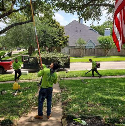 tree Cut  or trim - Thumbnail 3