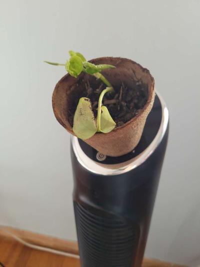 house  plant - Thumbnail 3