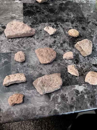 fossils - Thumbnail 5