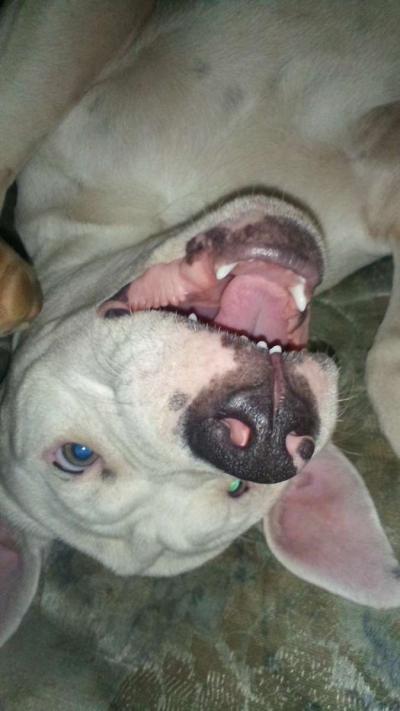 white pitbull puppy - Thumbnail 5