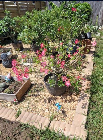 desert rose - Thumbnail 3