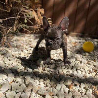 frenchie puppies - Thumbnail 2