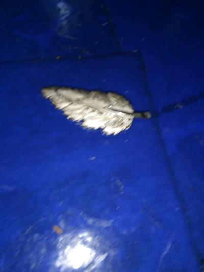 Sterling Silver Leaf Pin - Thumbnail 2