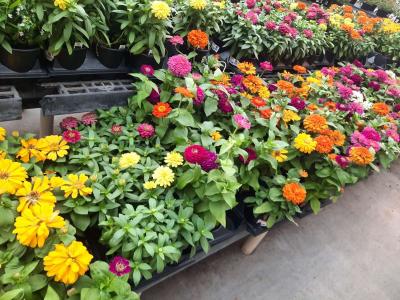 no sale  landscape Instalation - Thumbnail 2