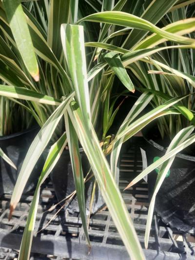 no sale  landscape Instalation - Thumbnail 4