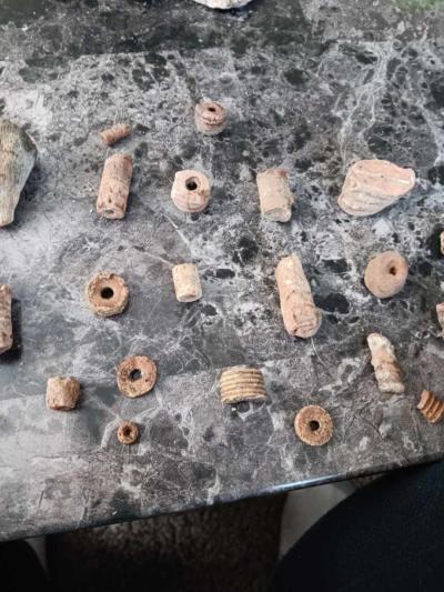 fossils - Thumbnail 2