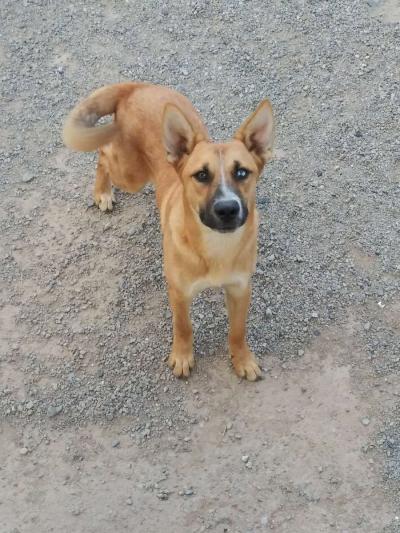 german shepherd - Thumbnail 3