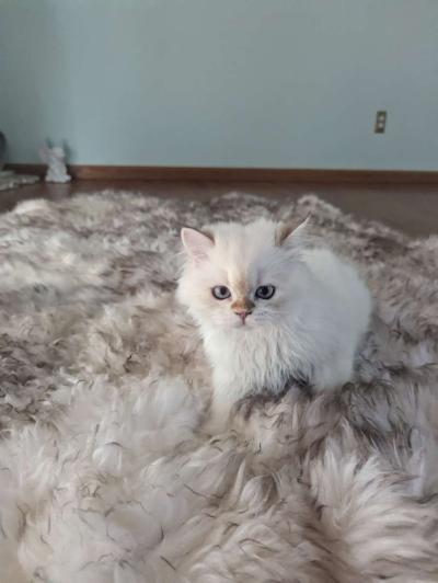 Chinchilla Kitten fluffy male - Thumbnail 2