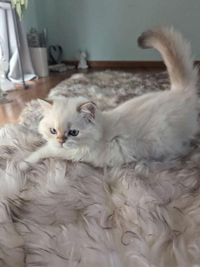 Chinchilla Kitten fluffy male