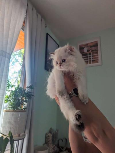 Chinchilla Kitten fluffy male - Thumbnail 4