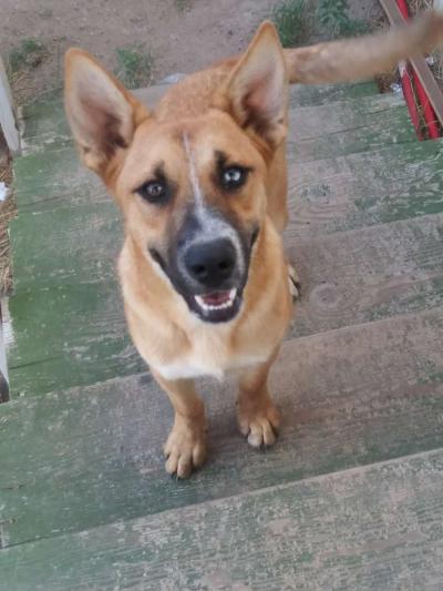 german shepherd - Thumbnail 2