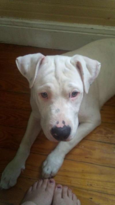 white pitbull puppy - Thumbnail 2