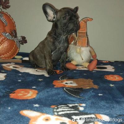french bulldog - Thumbnail 2