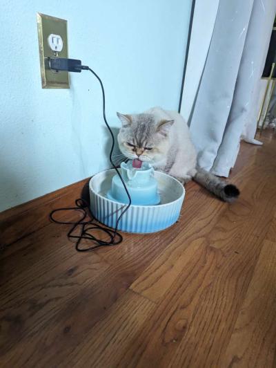 adult male chinchilla male full grown