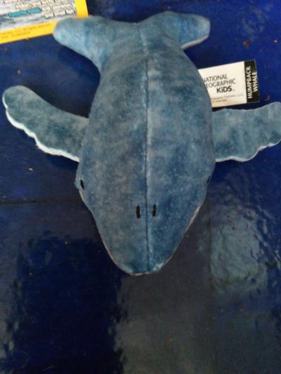 National Geographic humpback whale - Thumbnail 2