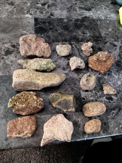 fossils - Thumbnail 4