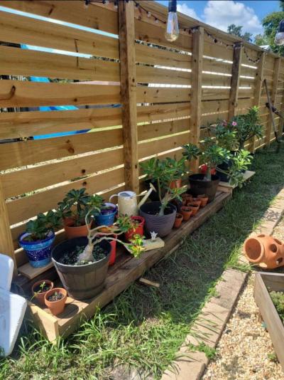 desert rose - Thumbnail 2