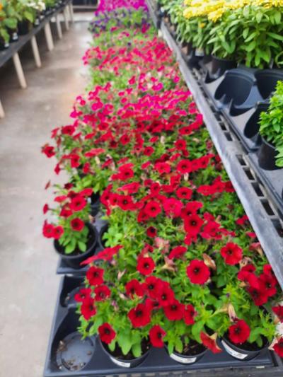 no sale  landscape Instalation - Thumbnail 3