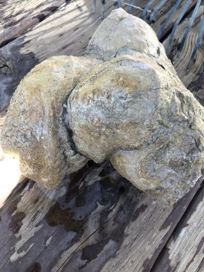 dinosaur fossils - Thumbnail 4