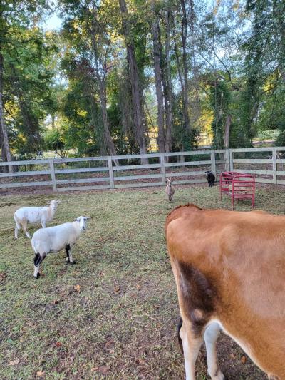 chivos I borregos - Thumbnail 2