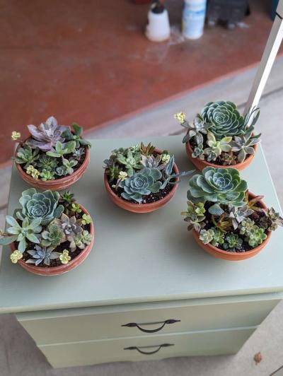 Plants and Arrangements - Thumbnail 3