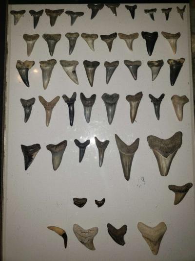 Stark Teeth - Thumbnail 4