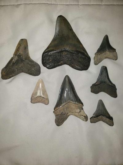 Stark Teeth - Thumbnail 5