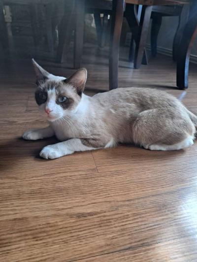 gatos  cats - Thumbnail 2