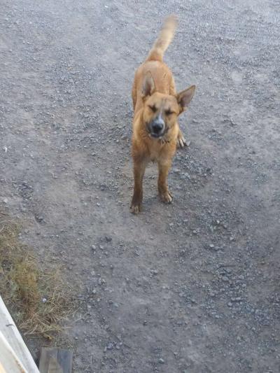 german sherper - Thumbnail 2