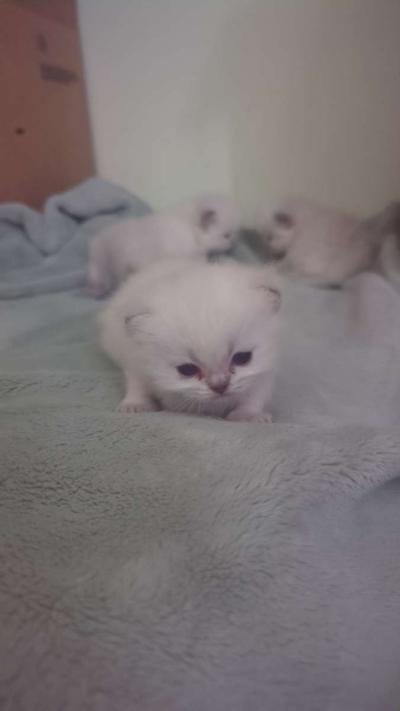 white kitten chinchillas - Thumbnail 3