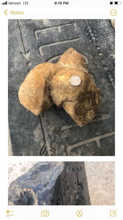 dinosaur fossils - Thumbnail 2