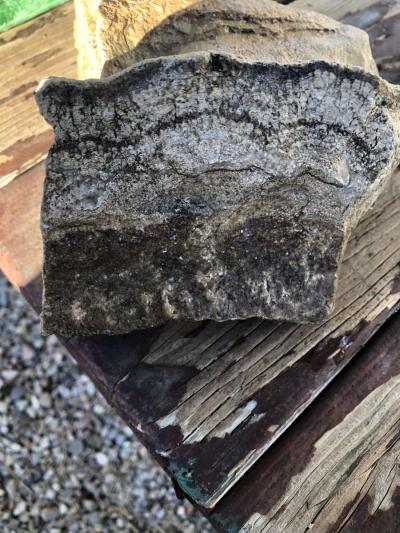 dinosaur fossils - Thumbnail 6