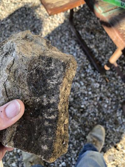 dinosaur fossils - Thumbnail 5