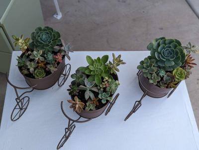 Plants and Arrangements - Thumbnail 4