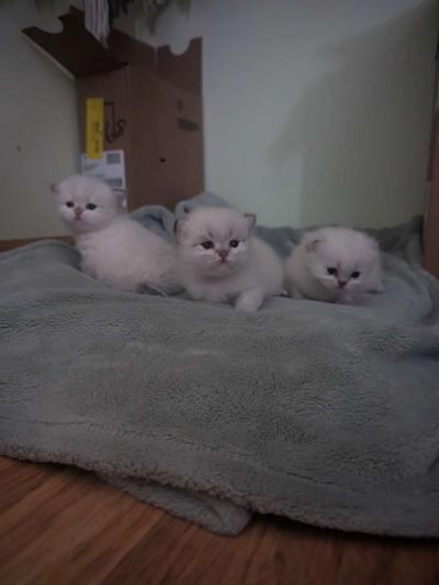 white kitten chinchillas - Thumbnail 2