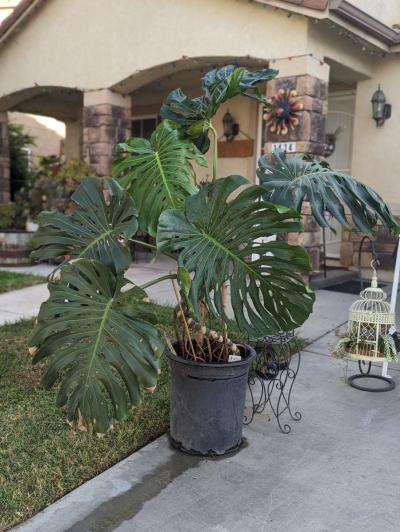 Plants and Arrangements - Thumbnail 6