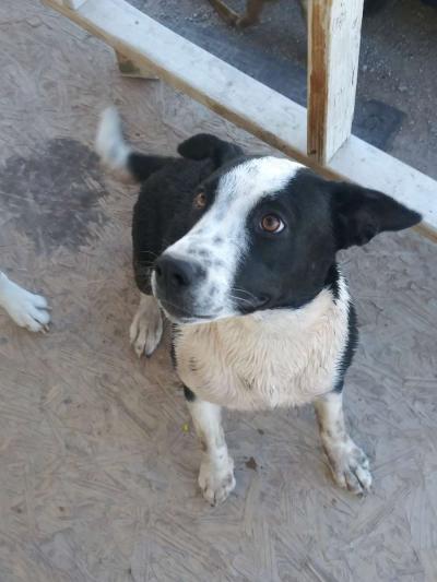 goliath and oreo - Thumbnail 2