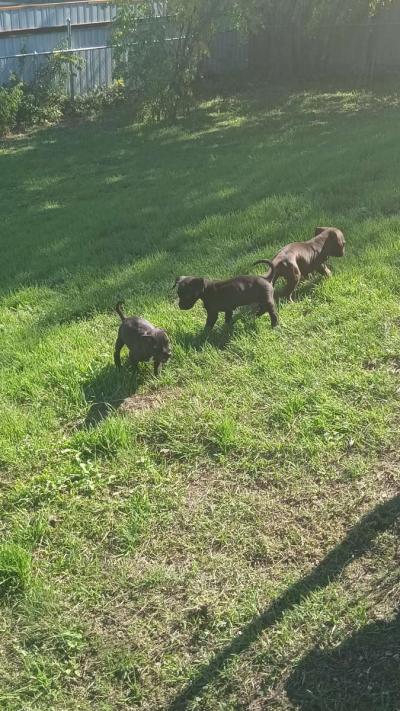 puppies - Thumbnail 3