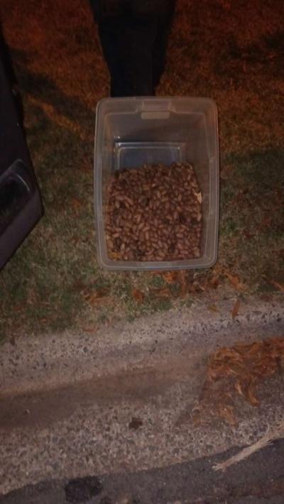 Pecans 5 gallon bucket or 3 per pound - Thumbnail 2